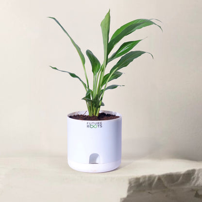 Peace Lily Plant – NASA Studied Air Purifying Plant Online India (Flowering, 4 Inch Pot)