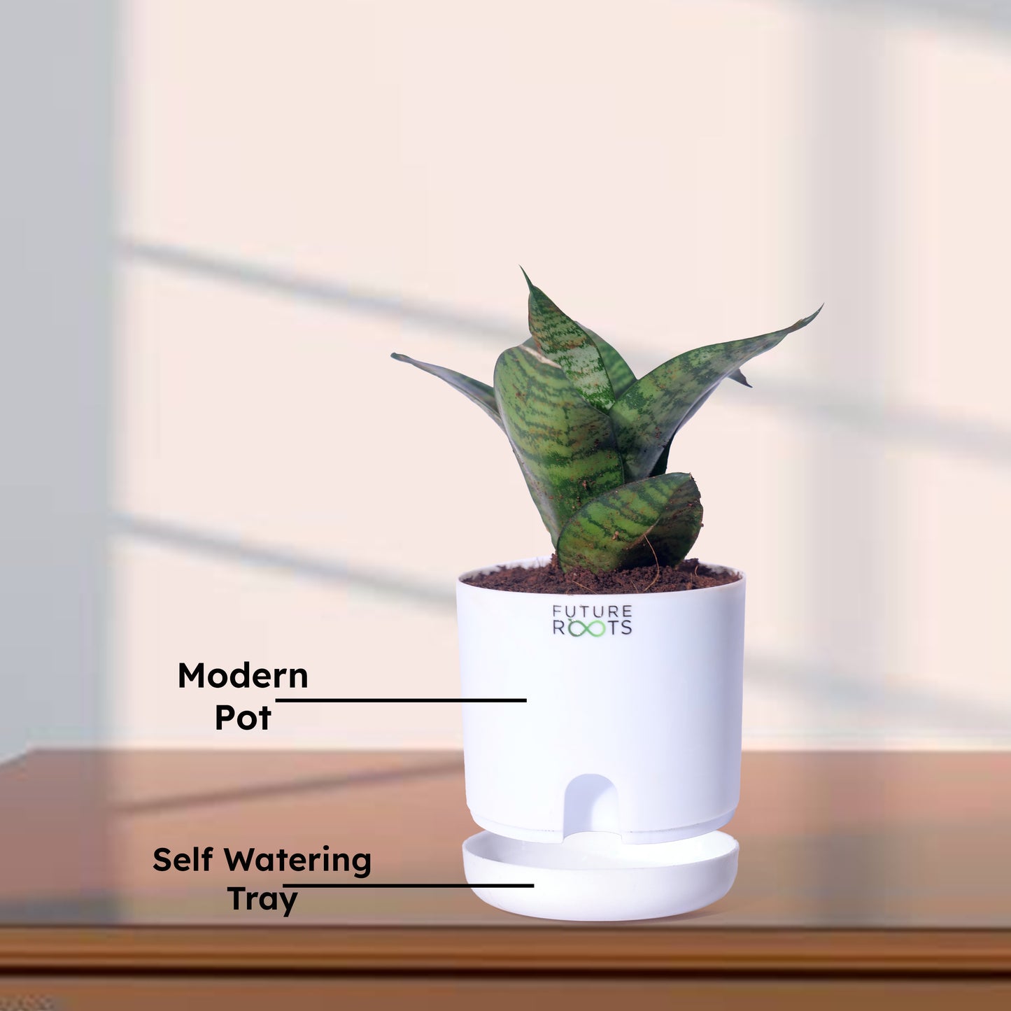 Snake Plant – Sansevieria | Best Indoor Air Purifying Plant Online with Self Watering Pot- 4”