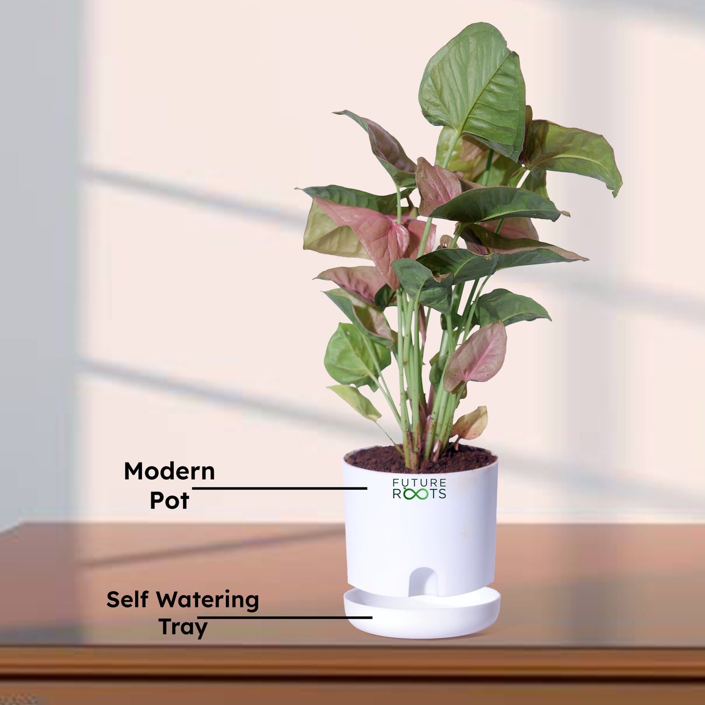 Pink Syngonium Plant – Stylish Indoor Desk Plant with Pink Leaves