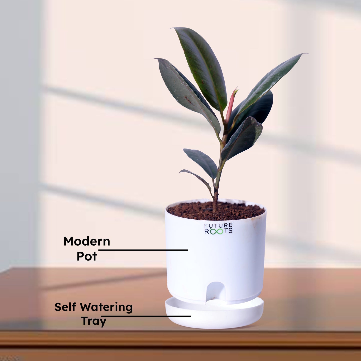 Rubber Plant – Low Maintenance Vastu Indoor Plant for Clean Air (Healthy 4 Inch Pot)