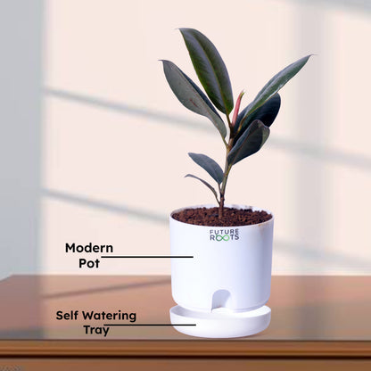 Rubber Plant – Low Maintenance Vastu Indoor Plant for Clean Air (Healthy 4 Inch Pot)