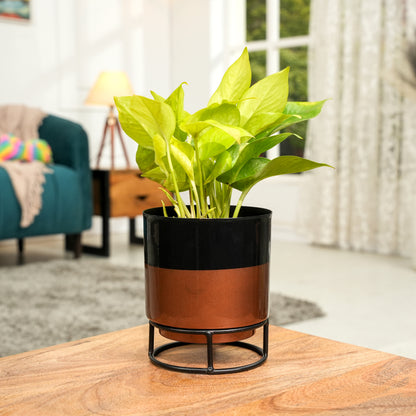 Royal Black and copper Powder Coated Metal Pot with stand - 5 inches(Only Pot)