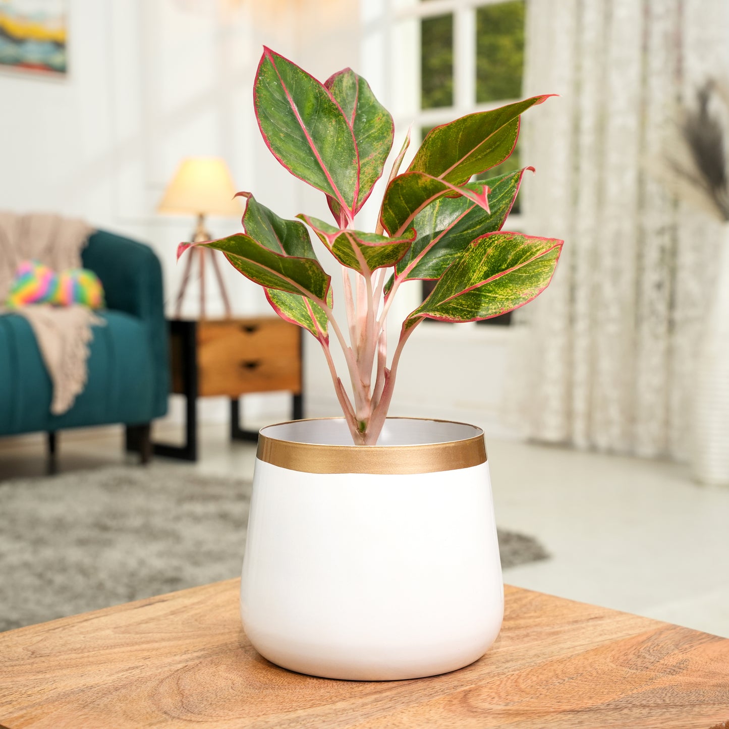 Pearl White and Gold Powder Coated Metal Pot- 5 inches (Only Pot)