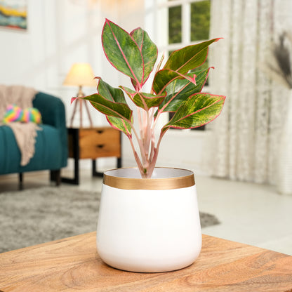 Pearl White and Gold Powder Coated Metal Pot- 5 inches (Only Pot)