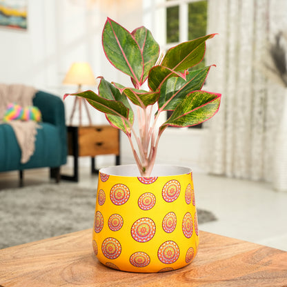 Yellow Mandala Meena Metal Pot- 5 inches (Only Pot)