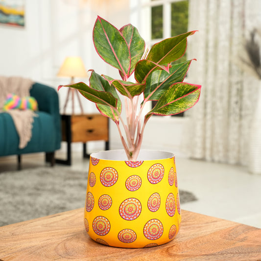 Yellow Mandala Meena Metal Pot- 5 inches (Only Pot)