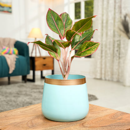 Sky Blue Powder Coated Metal Pot- 5 inches (Only Pot)
