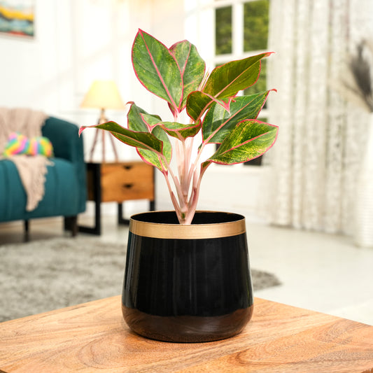 Royal Black and copper Powder Coated Metal Pot- 5 inches (Only Pot)