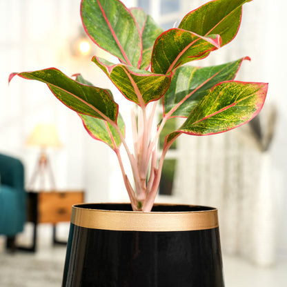 Royal Black and copper Powder Coated Metal Pot- 5 inches (Only Pot)