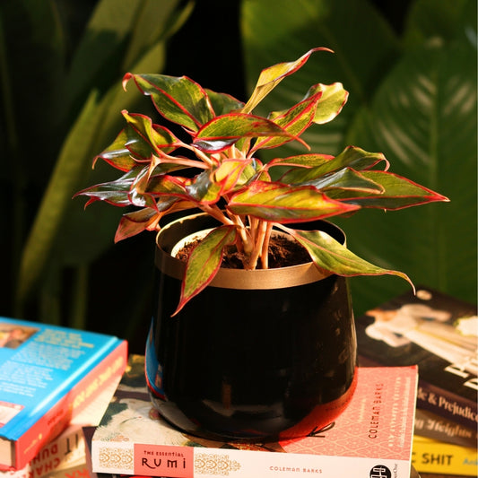 Royal Black and copper Powder Coated Metal Pot- 5 inches (Only Pot)