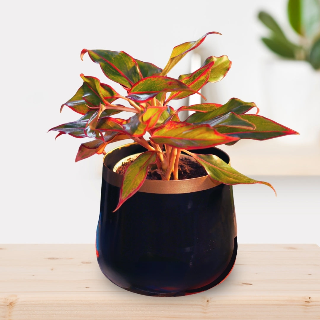 Royal Black and copper Powder Coated Metal Pot- 5 inches (Only Pot)