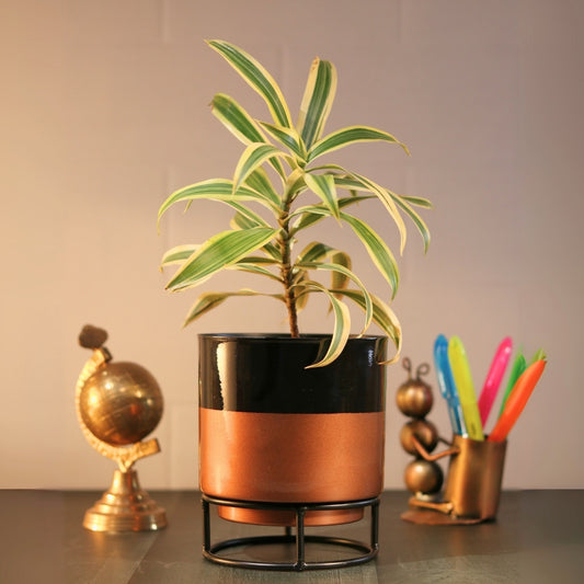 Royal Black and copper Powder Coated Metal Pot with stand - 5 inches(Only Pot)