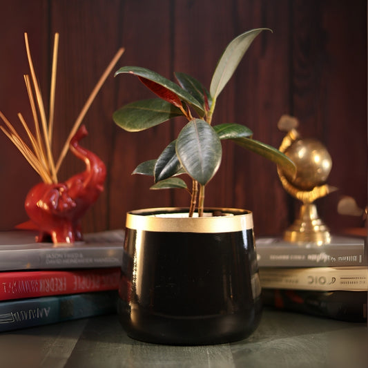 Royal Black and Gold Powder Coated Metal Pot- 5 inches (Only Pot)