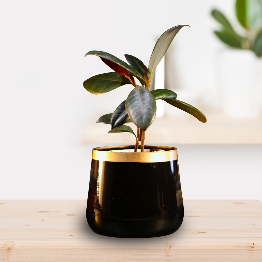 Royal Black and Gold Powder Coated Metal Pot- 5 inches (Only Pot)
