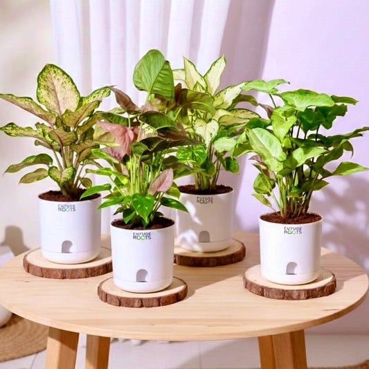 Low Maintenance Indoor Plant Combo – Set of 4