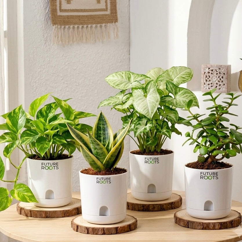 Monsoon Special Combo of 4 Plants (Get it 999₹ with 5% prepaid discount)