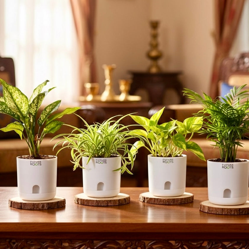 Air purifying Plants Combo of 4- Areca Palm Plant | Money Plant | Spider Plant | Snow White Aglaonema | Low Maintenance Beginner Friendly | Air purifying Plants for Living Room, Office, Home Décor