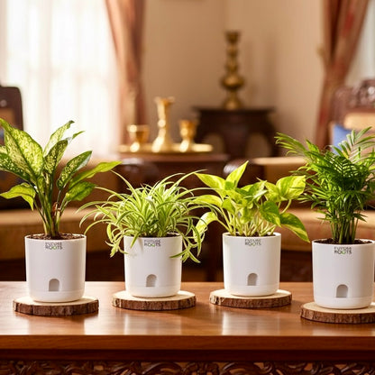Air purifying Plants Combo of 4- Areca Palm Plant | Money Plant | Spider Plant | Snow White Aglaonema | Low Maintenance Beginner Friendly | Air purifying Plants for Living Room, Office, Home Décor