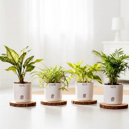Air purifying Plants Combo of 4- Areca Palm Plant | Money Plant | Spider Plant | Snow White Aglaonema | Low Maintenance Beginner Friendly | Air purifying Plants for Living Room, Office, Home Décor