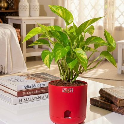 Money Plant – Good Luck Feng Shui Indoor Plant Online India