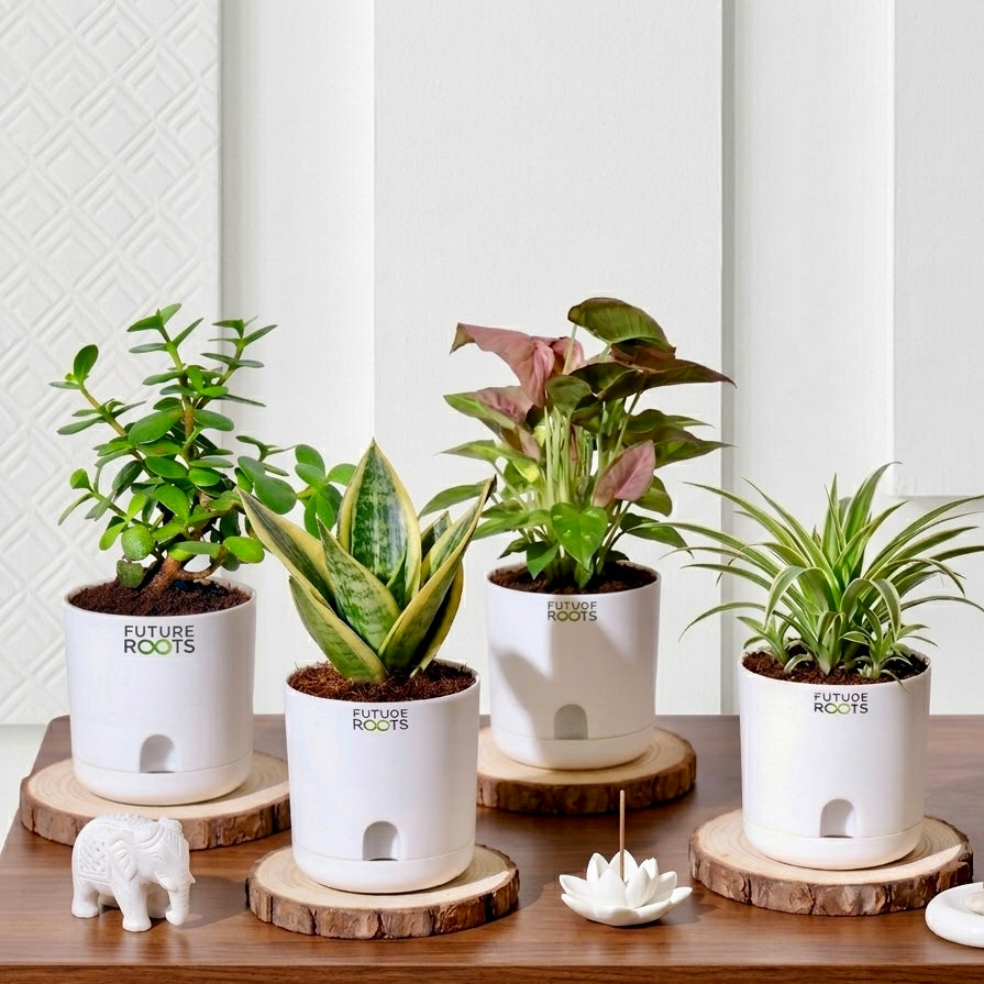 Summer Special Combo of 4 Plants