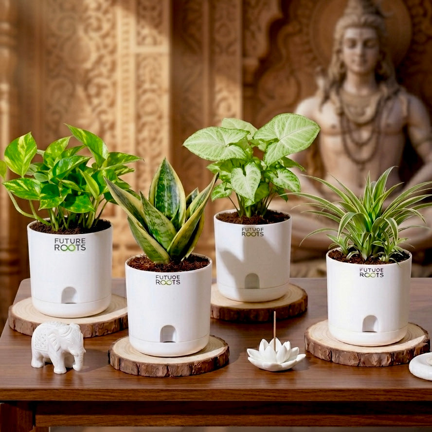 Pious 4 plants combo- Limited Temple Edition