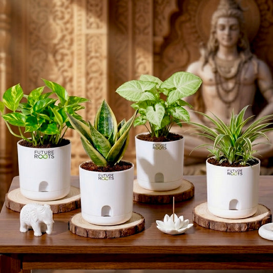 Pious 4 plants combo- Limited Temple Edition
