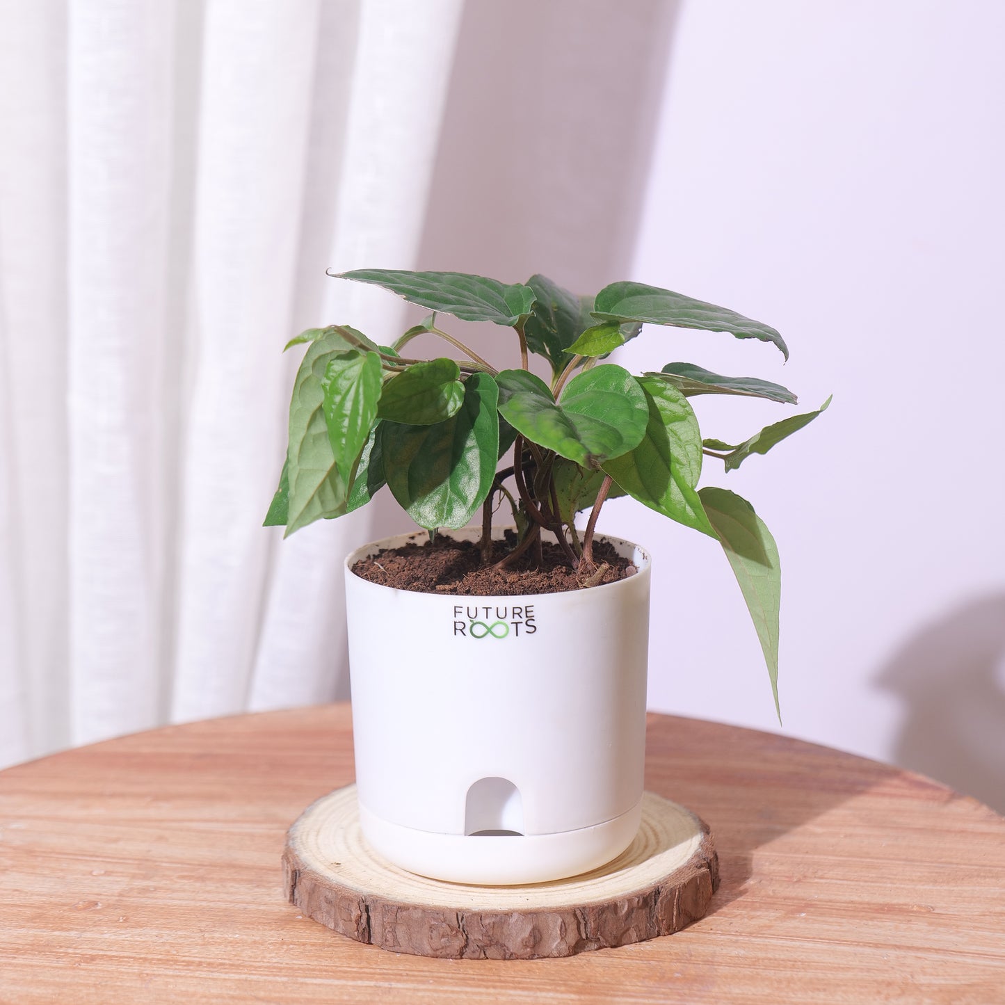 Maghai Paan Plant – Fresh Betel Leaf Plant Online | Sacred Vastu Plant for Home (4 Inch Pot)