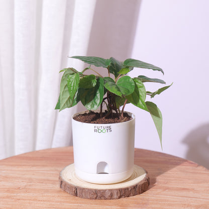 Maghai Paan Plant – Fresh Betel Leaf Plant Online | Sacred Vastu Plant for Home (4 Inch Pot)
