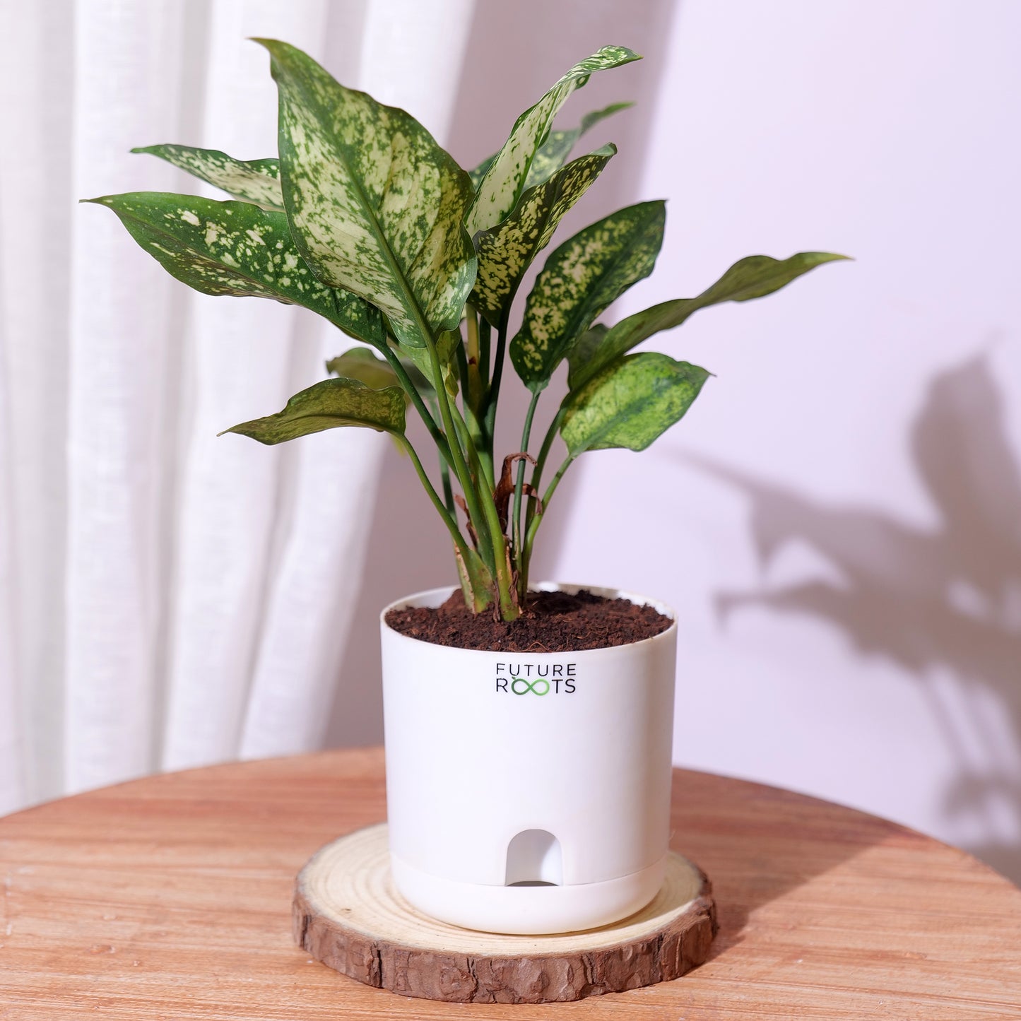 Air purifying Plants Combo of 4- Areca Palm Plant | Money Plant | Spider Plant | Snow White Aglaonema | Low Maintenance Beginner Friendly | Air purifying Plants for Living Room, Office, Home Décor