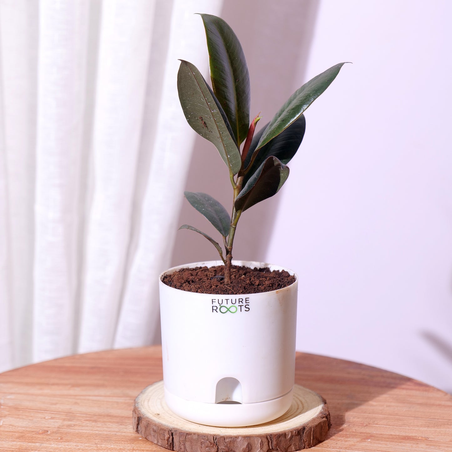 Rubber Plant – Low Maintenance Vastu Indoor Plant for Clean Air (Healthy 4 Inch Pot)