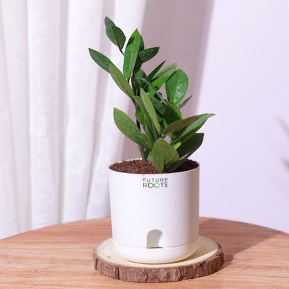 Zamioculcas Zamiifolia ZZ Plant – Lucky Indoor Succulent Plant Online (4 Inch Pot)