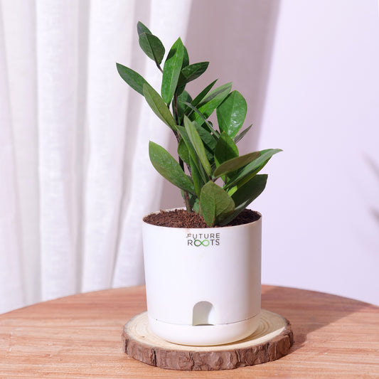 Zamioculcas Zamiifolia ZZ Plant – Lucky Indoor Succulent Plant Online (4 Inch Pot)