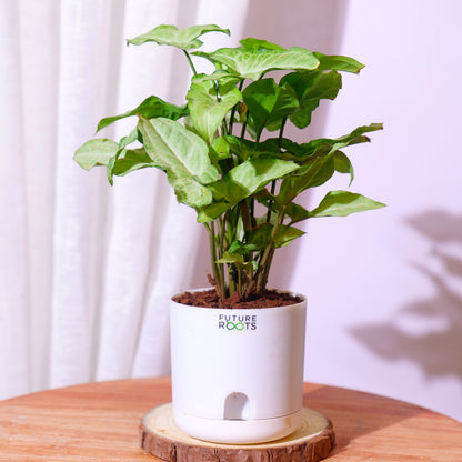 Low Maintenance Indoor Plant Combo – Set of 4