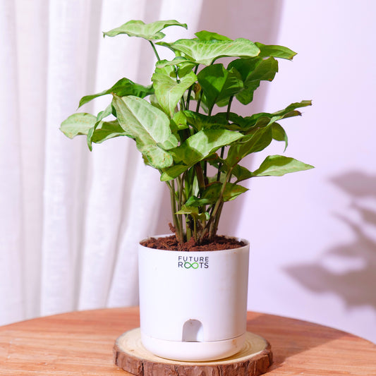 White Syngonium Plant – Easy Care Indoor Plant with Arrow Leaves