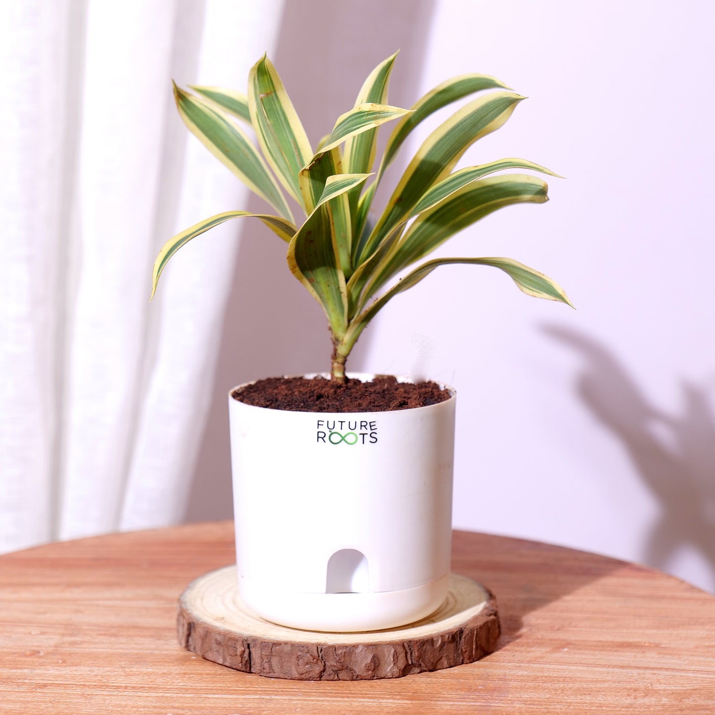 Good Luck Jade and Spider Plant Combo with Self Watering Pot - Air Purifying Indoor Plant for Home, Office Desk, Outdoor, Kitchen, Living Room, Bedroom Decor, Gifting Plant