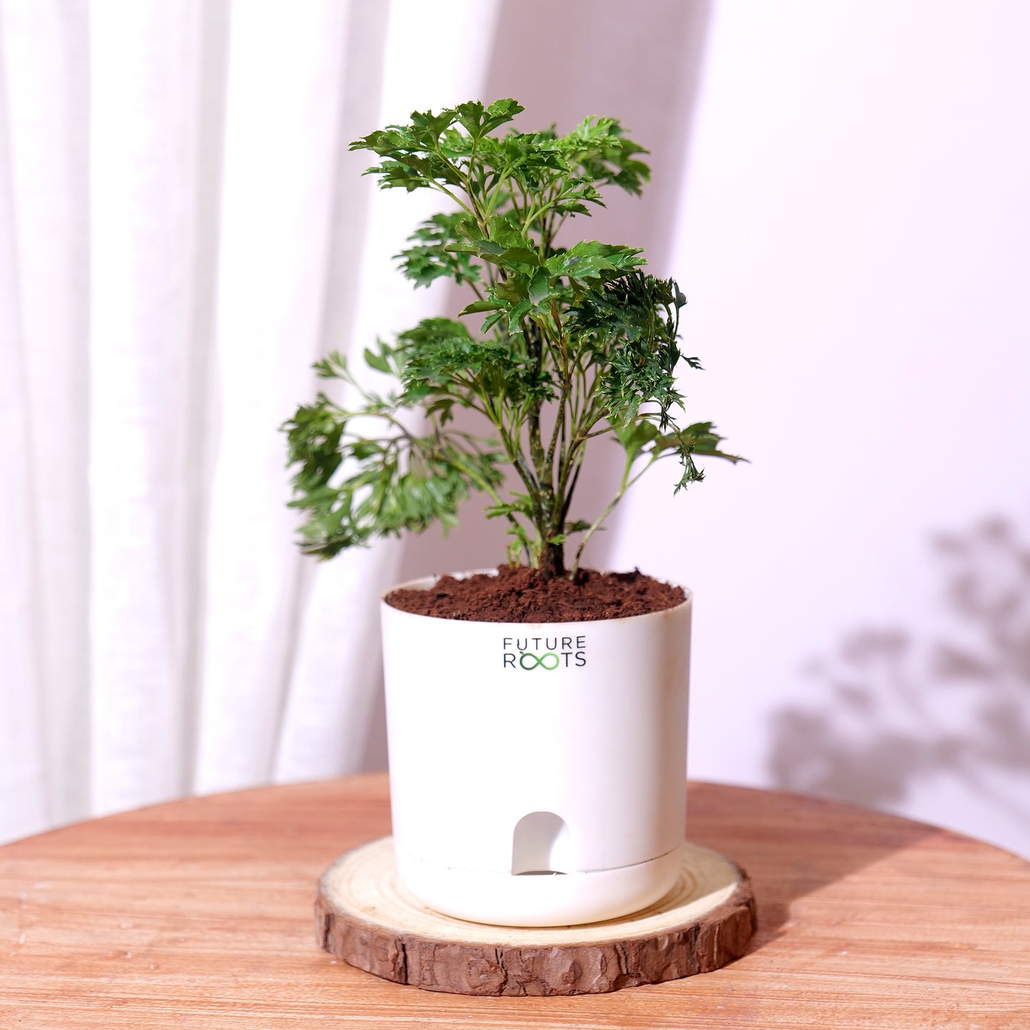 Ming Aralia Plant – Elegant Indoor Bonsai-Style Foliage Plant (4 Inch Cocopeat Pot)