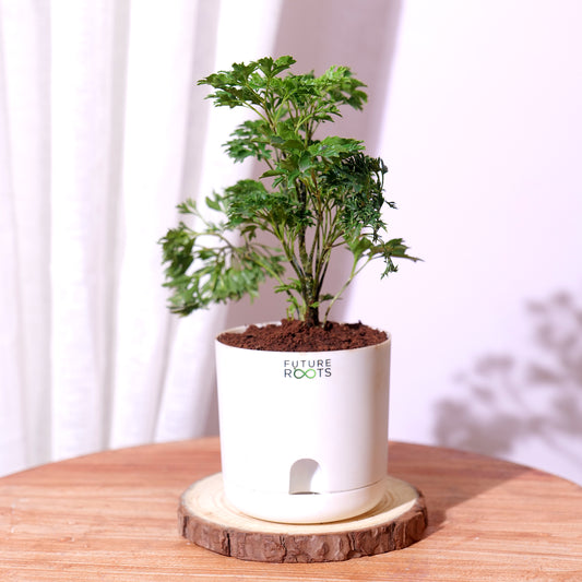 Ming Aralia Plant – Elegant Indoor Bonsai-Style Foliage Plant (4 Inch Cocopeat Pot)