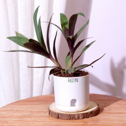 Oyster Live Plant – Rare Indoor Foliage Plant Online India (Healthy 4 Inch Pot)