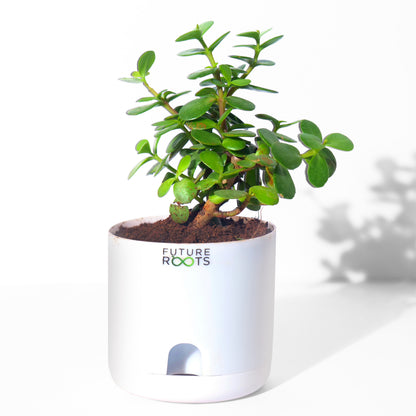 Jade Plant – Feng Shui Money Attracting Succulent Plant Online (4 Inch Pot in Cocopeat)