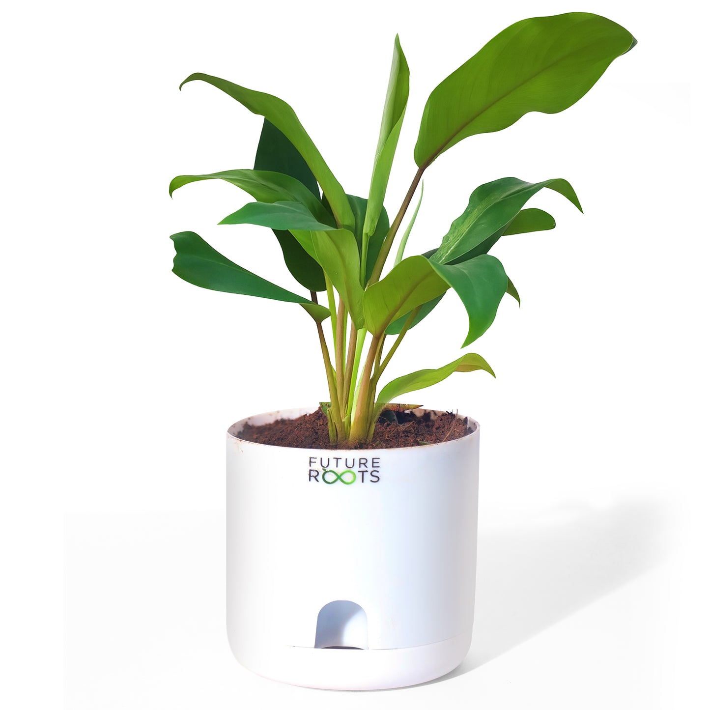 Philodendron Green Ceylon Air Purifying Indoor Plant (4”Self Watering Pot)