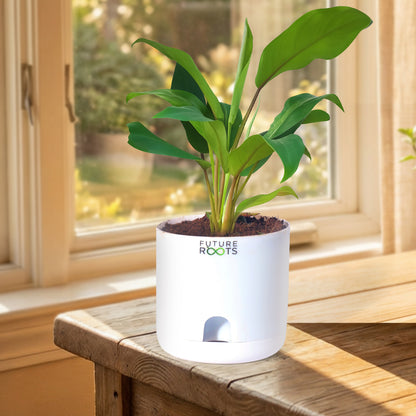 Philodendron Green Ceylon Air Purifying Indoor Plant (4”Self Watering Pot)