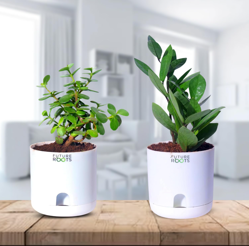 Good Luck Jade and ZZ Plant Combo with Self Watering Pot - Air Purifying Indoor Plant for Home, Office Desk, Outdoor, Living Room, Bedroom, Kitchen Decor, Gifting Plant