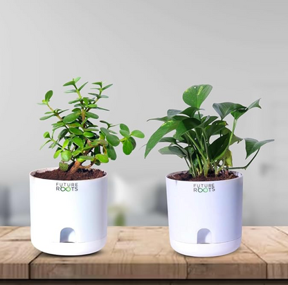 Good Luck Jade and Money Plant Combo with Self Watering Pot - Air Purifying Indoor Feng Shui Crassula Ovata Succulent for Home, Living Room, Kitchen, Office Desk, Bedroom Decor