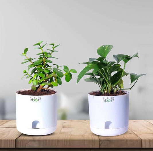 Good Luck Jade and Money Plant Combo with Self Watering Pot - Air Purifying Indoor Feng Shui Crassula Ovata Succulent for Home, Living Room, Kitchen, Office Desk, Bedroom Decor