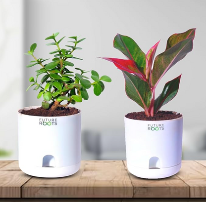 Good Luck Jade and Aglaonema Red Lipstick Plant Combo with Self Watering Pot - Air Purifying Indoor Plant for Home, Living Room, Kitchen, Office Desk, Outdoor, Bedroom Décor