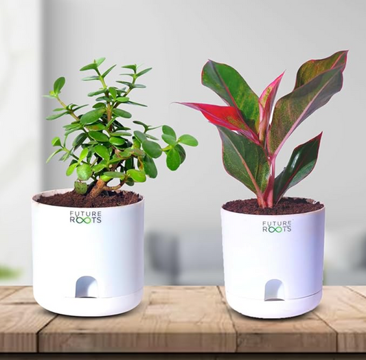 Good Luck Jade and Aglaonema Red Lipstick Plant Combo with Self Watering Pot - Air Purifying Indoor Plant for Home, Living Room, Kitchen, Office Desk, Outdoor, Bedroom Décor