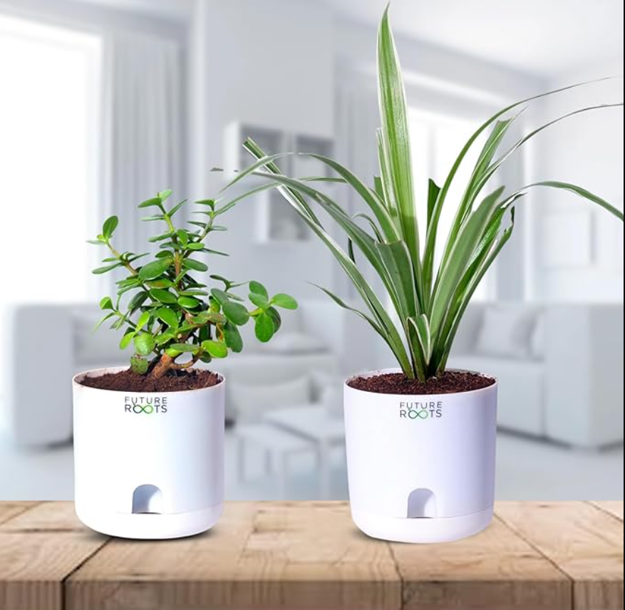 Good Luck Jade and Spider Plant Combo with Self Watering Pot - Air Purifying Indoor Plant for Home, Office Desk, Outdoor, Kitchen, Living Room, Bedroom Decor, Gifting Plant