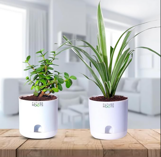 Good Luck Jade and Spider Plant Combo with Self Watering Pot - Air Purifying Indoor Plant for Home, Office Desk, Outdoor, Kitchen, Living Room, Bedroom Decor, Gifting Plant