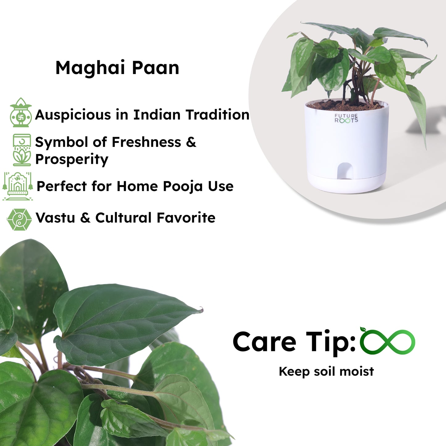 Good Luck Jade and Money Plant Combo with Self Watering Pot - Air Purifying Indoor Feng Shui Crassula Ovata Succulent for Home, Living Room, Kitchen, Office Desk, Bedroom Decor